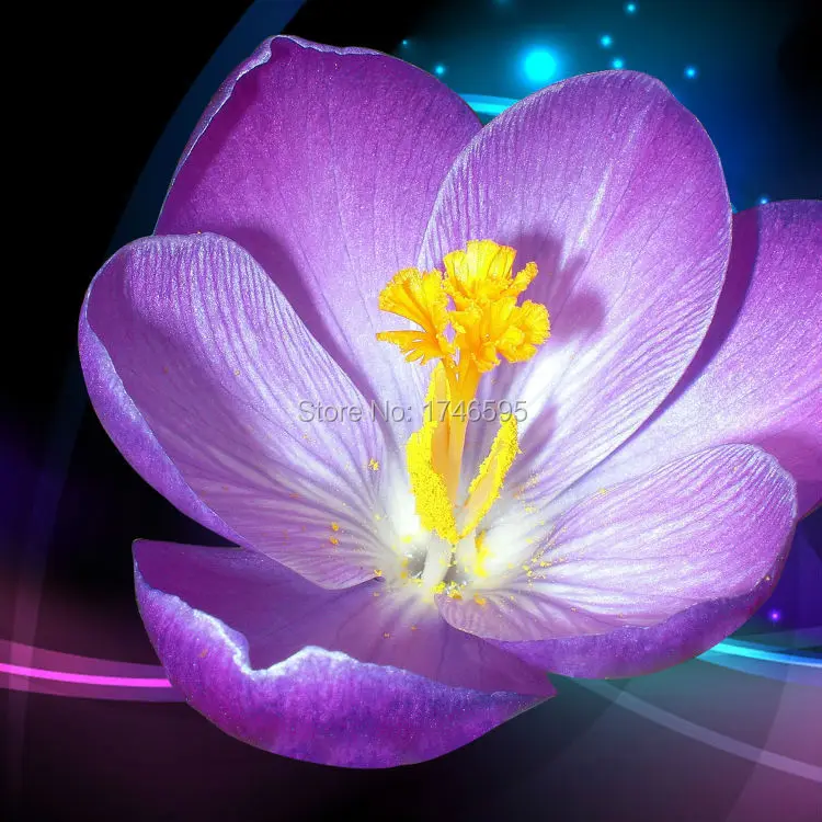 Настенный Декор для дома 3 шт. большой размер фиолетовый цветок краба холст