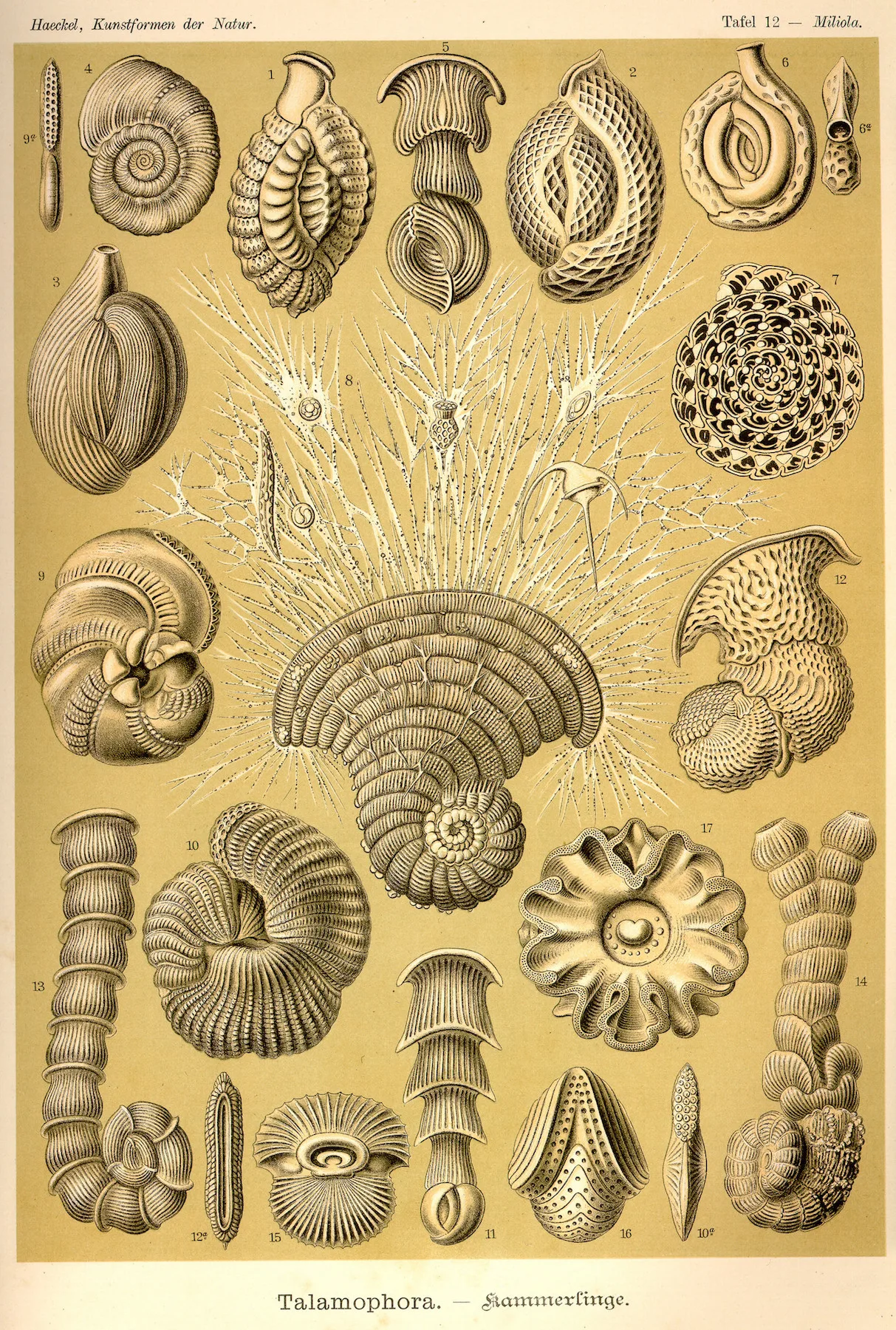 Винтажный художественный постер Ernst Haeckel классический холст настенные постеры