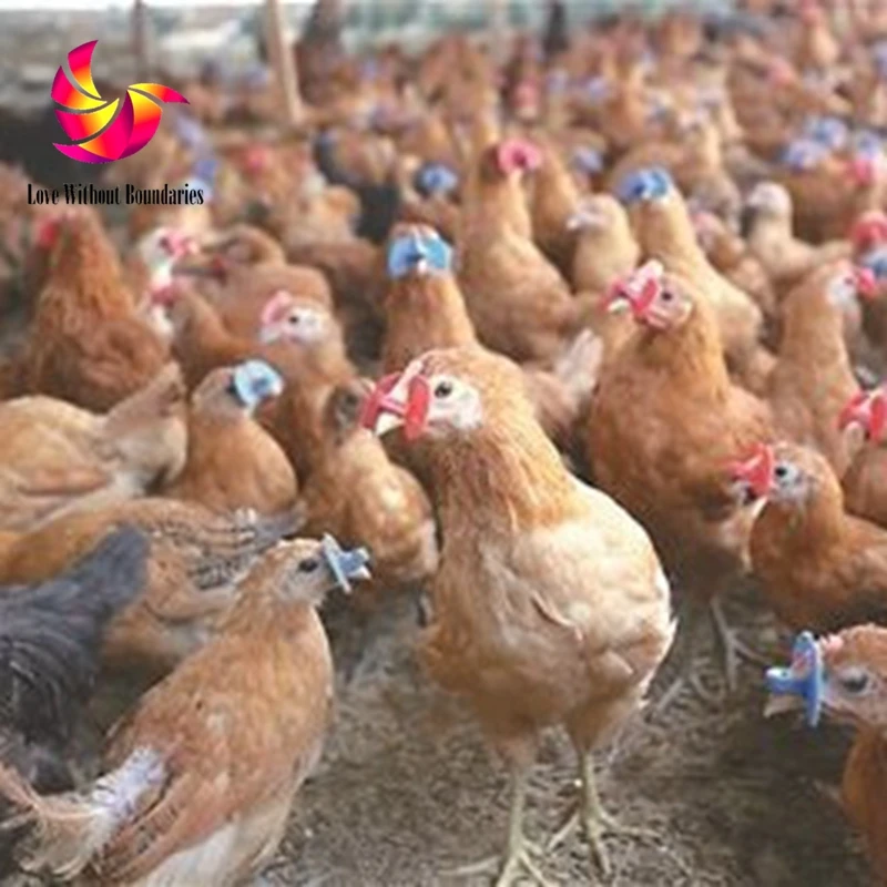 Куриные очки и птичьи чтобы предотвратить драки мелкие слепые глаза повреждение