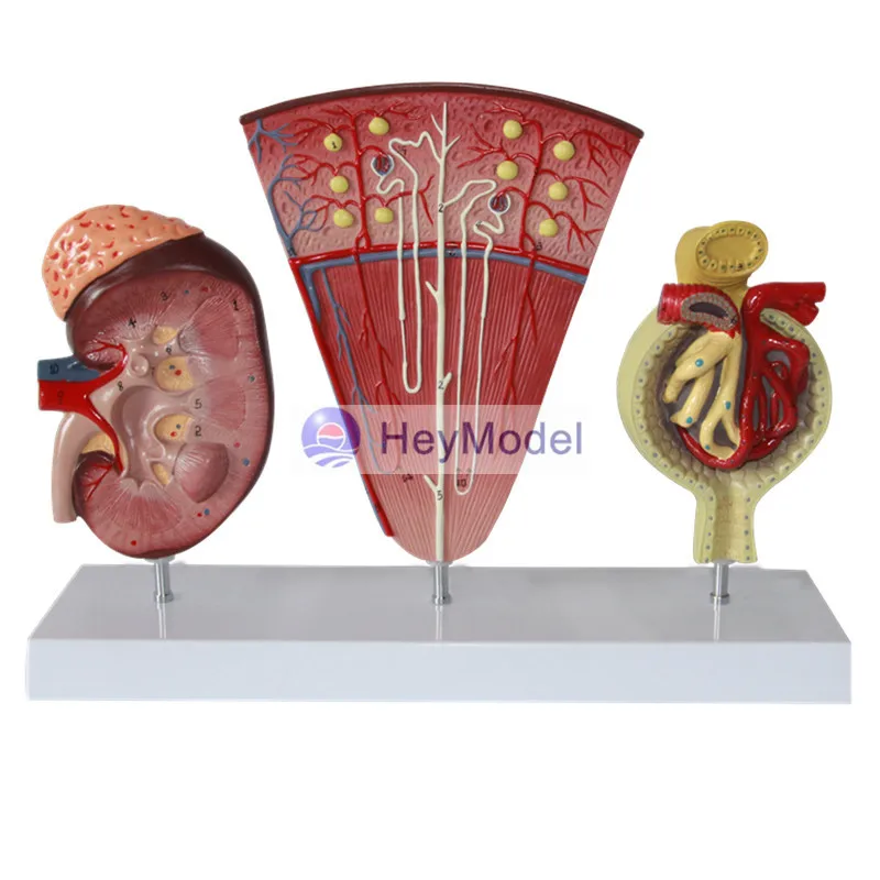 HeyModel Cecum и приложение модель ileum лимфатическая желудочно-кишечная обучающая для