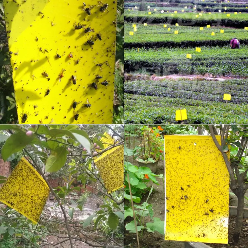 20 штук двухсторонняя прочные ловушки для мух ошибки липкая ловушка ловли тли