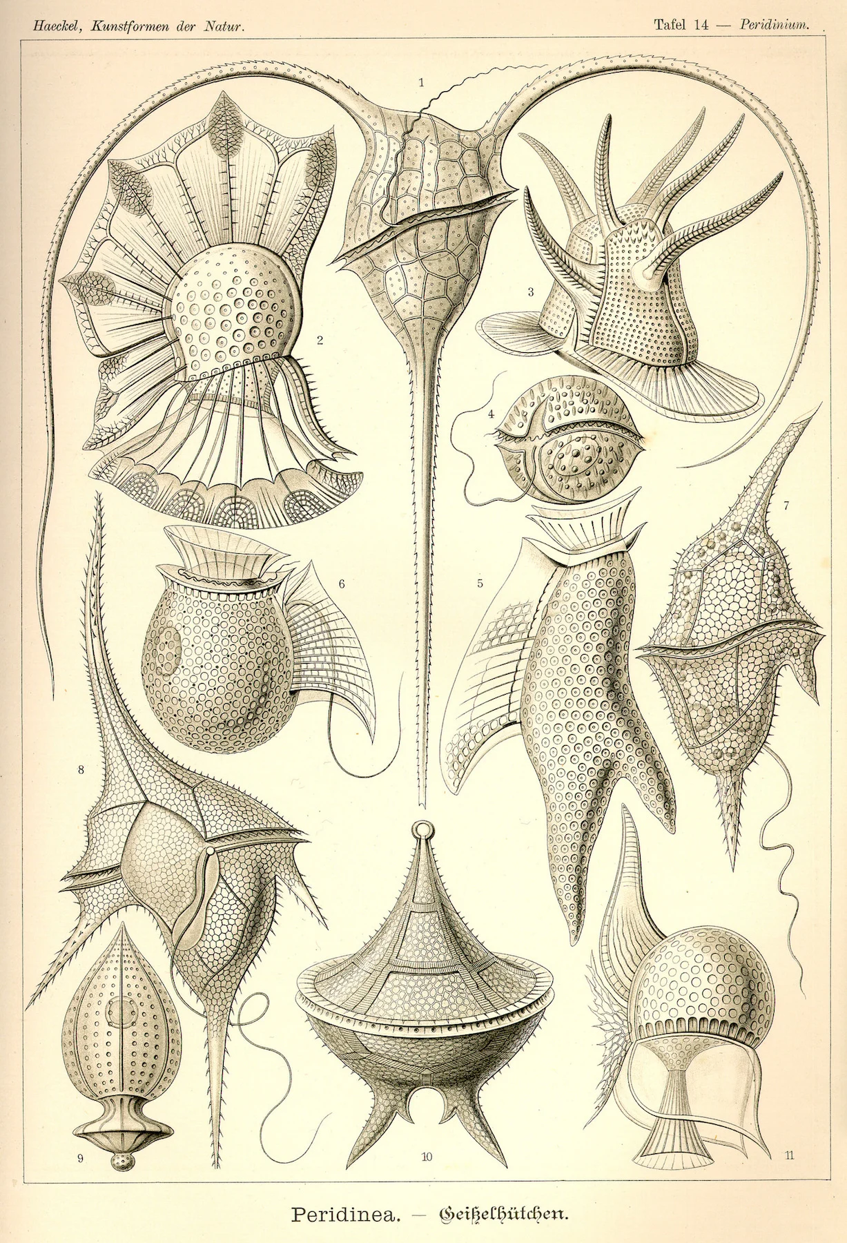 Винтажный художественный постер Ernst Haeckel классический холст настенные постеры