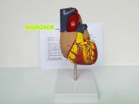 life size removable model human anatomical heart anatomy viscera organ model medical science teaching tools