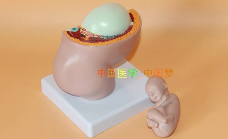 Женская модель для моделирования эмбриона тазовой мозга|fetal development|female pelvic modelpelvic