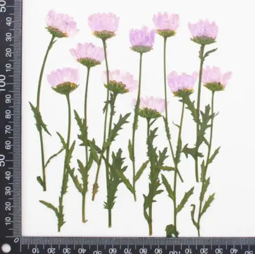 120pcs 5-7cm Side Pressed Dried Daisy Flowers Plant Herbarium For Jewelry Postcard Invitation Card Phone Case Bookmark Craft DIY | Дом и сад