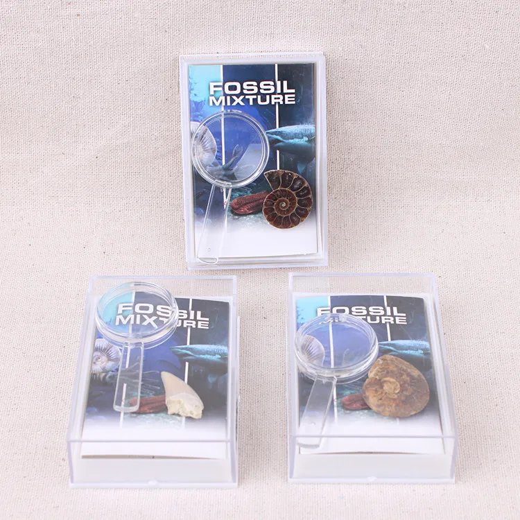 Морская жизнь палетологический ископаемый образец минералов биологический