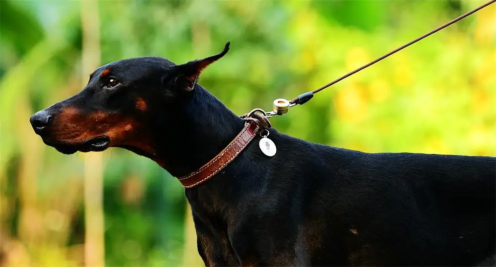 Wodondog Магнитный поводок для собак, быстроразъемный ошейник с нейлоновым поводком для собак, больших собак, щенков, разъемных аксессуаров, товары для домашних животных
