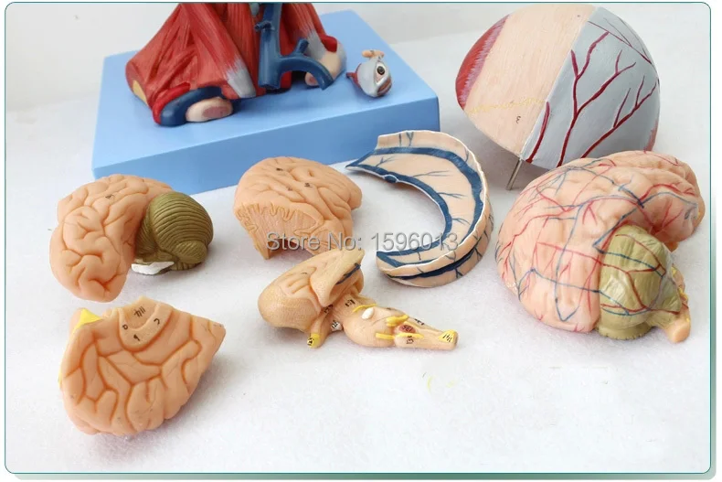 Анатомическая головка с мышцами нервы артерия мозга и глаз медицинская