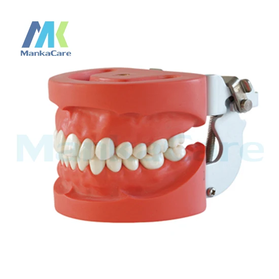 Manka Care - Standard Model/28 pcs Tooth/Hard Gum/screw fixed/FE Articulator Oral Model Teeth Tooth Model