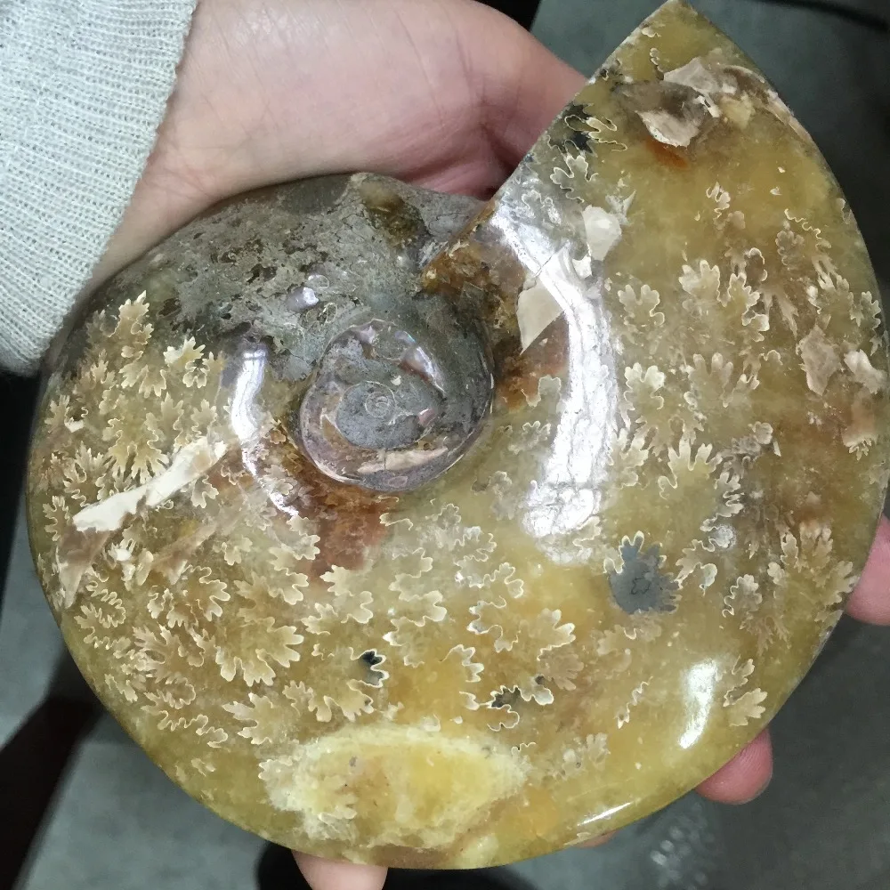 2019 горячая распродажа высокое качество натуральные необработанные окаменелости