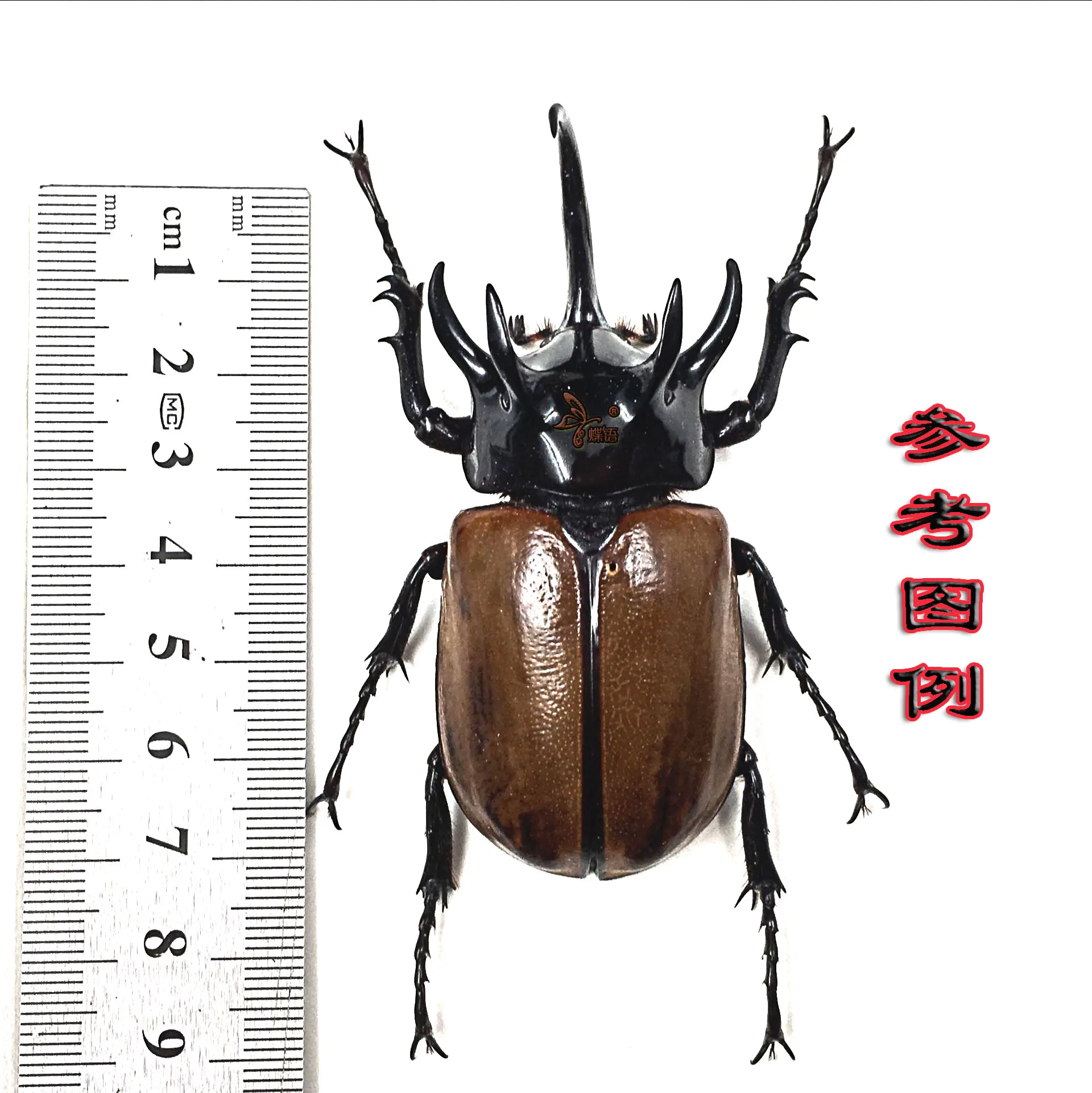 Образцы насекомых Eupatorus gracilicornis с рамкой обучающее оборудование пятирогатый