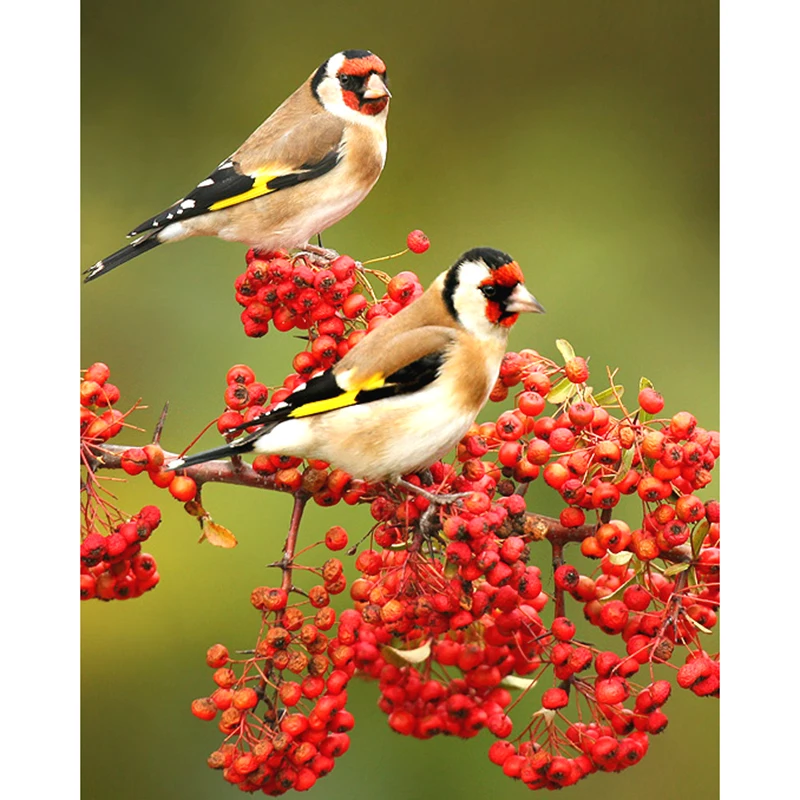 Алмазная 5D Вышивка Zhui Star квадратная мозаика для творчества вышивка крестиком