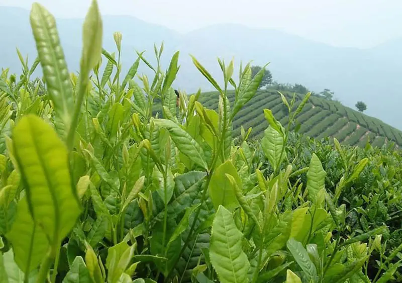 Taiwan Milk Oolong Tea AAAAA From High Mountain Jin Xuan Milk Taste