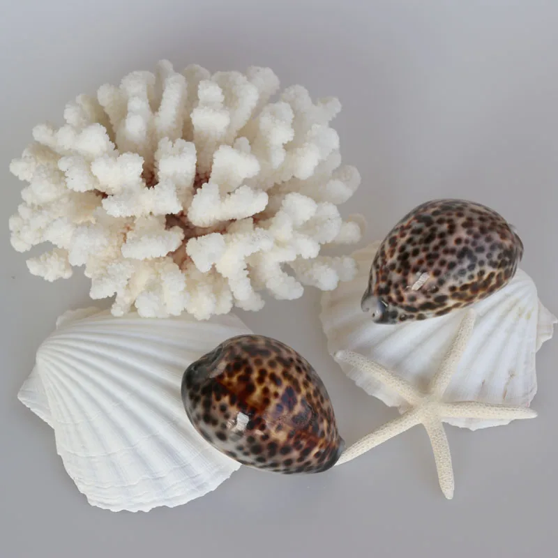 Бесплатная доставка (2 шт./лот) натуральная раковина и из тигра украшение для дома