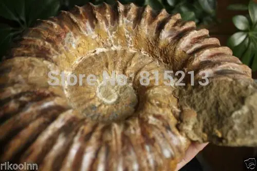 001038 большая окаменелая скорлупа аммония с лечебным действием образцы Madagascar|healing|