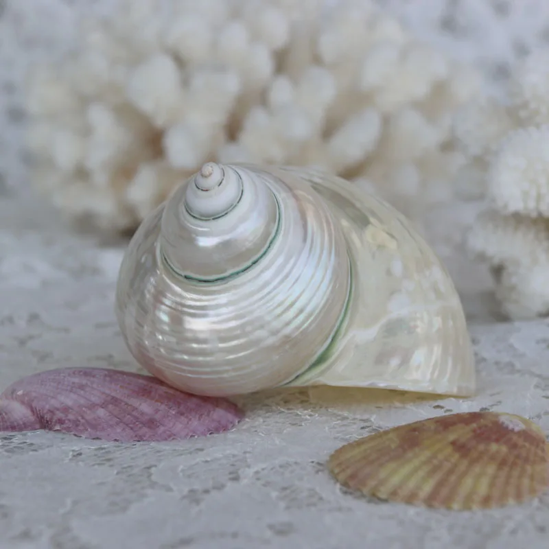 Бесплатная доставка (1 шт./лот) большой серебряный тюрбан с горлышком натуральная