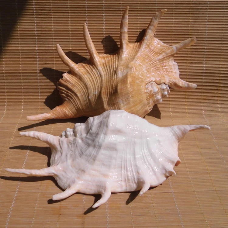 Морские ракушки натуральное ремесло большой паук для украшения аквариума