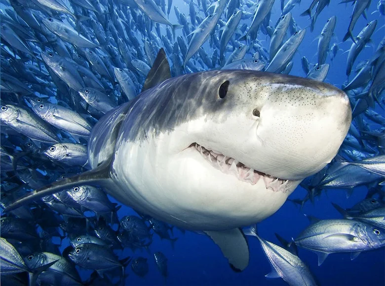 Лидер продаж 3D ПВХ напольная настенная наклейка большая s Deep Sea Shark роспись