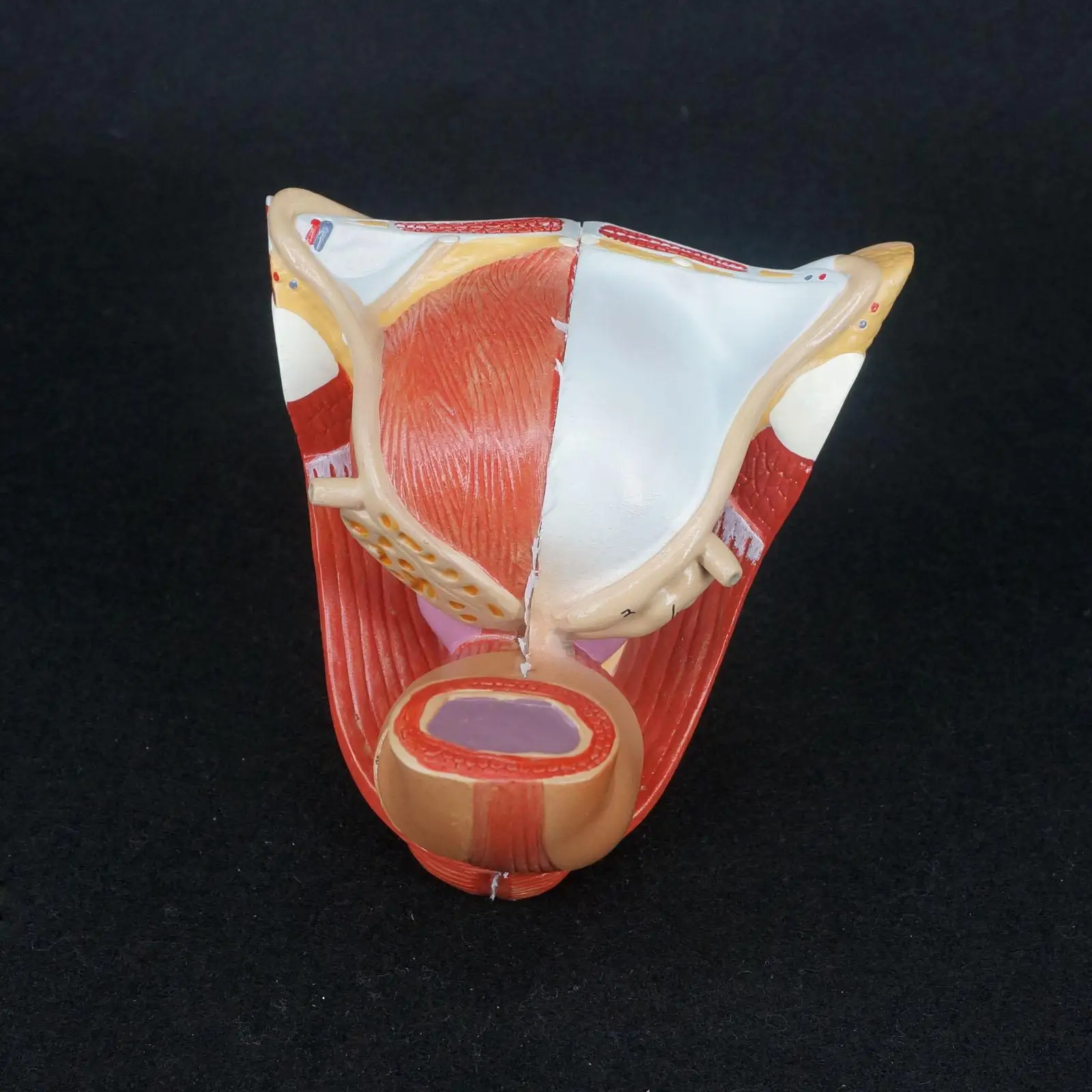 Человеческий мужской половой член анатомическая медицинская модель Анатомия