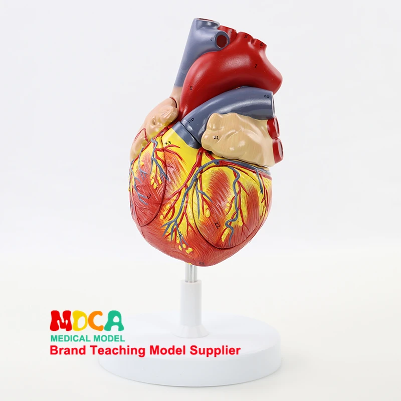 

Cardiovascular Medicine Teaching MXZ004 for Human Four-Component Two-fold Large Cardiac Anatomical Model