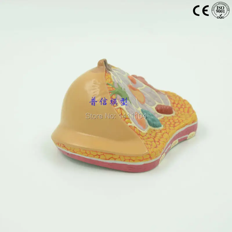 

Free shipping&Female breast model, small leaf hyperplasia model, anatomical model,pathological breast model.For teaching medical