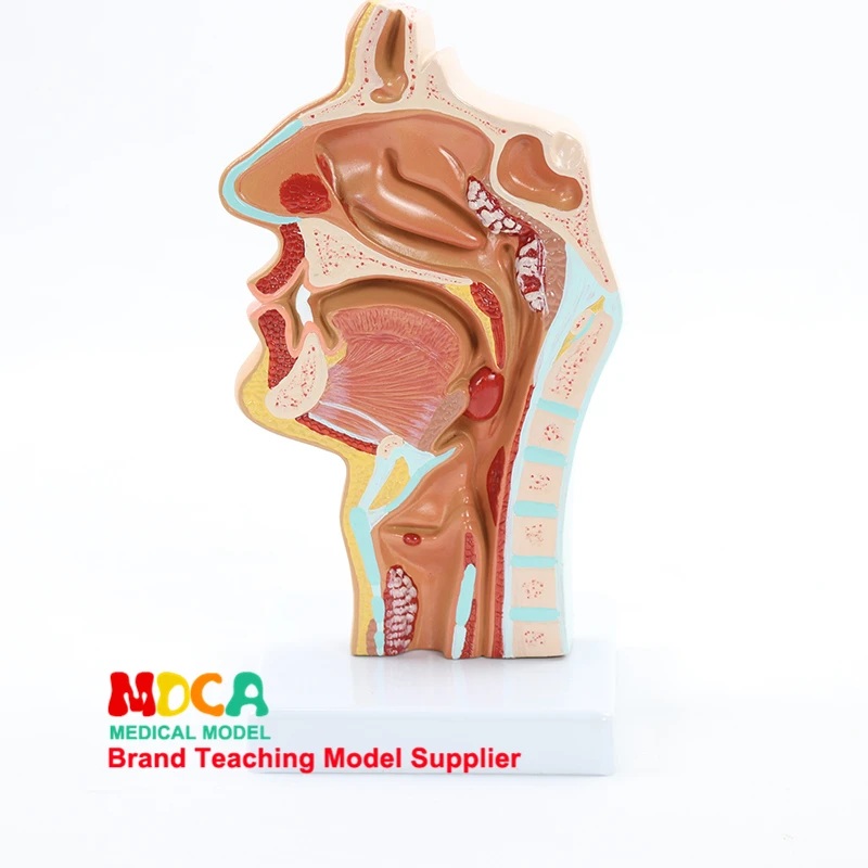 Модель анатомии головы для лечения ротовой полости кровеносных сосудов нервов