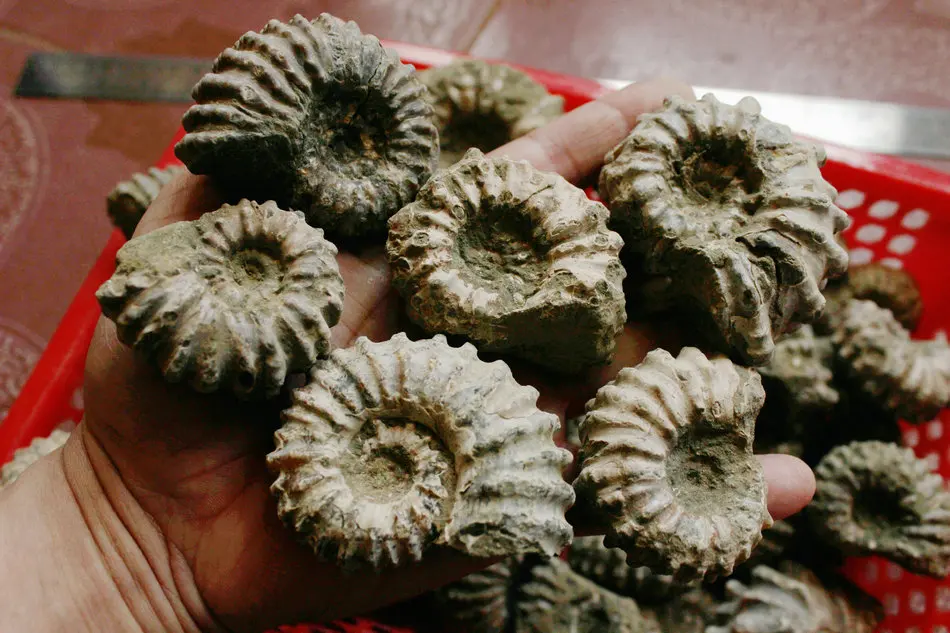 1 кг (2.2LB) 12 шт. натуральные дувиллейцеры аммонита окаменелой раковины Африки