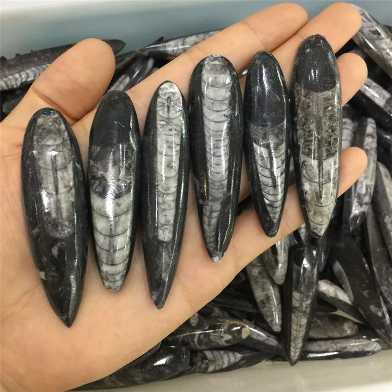 1 шт. Редкие натуральные камни и минералы морские беспозвоночные fossil образцы и коллекции для fossil коллекционеров как специальные подарки