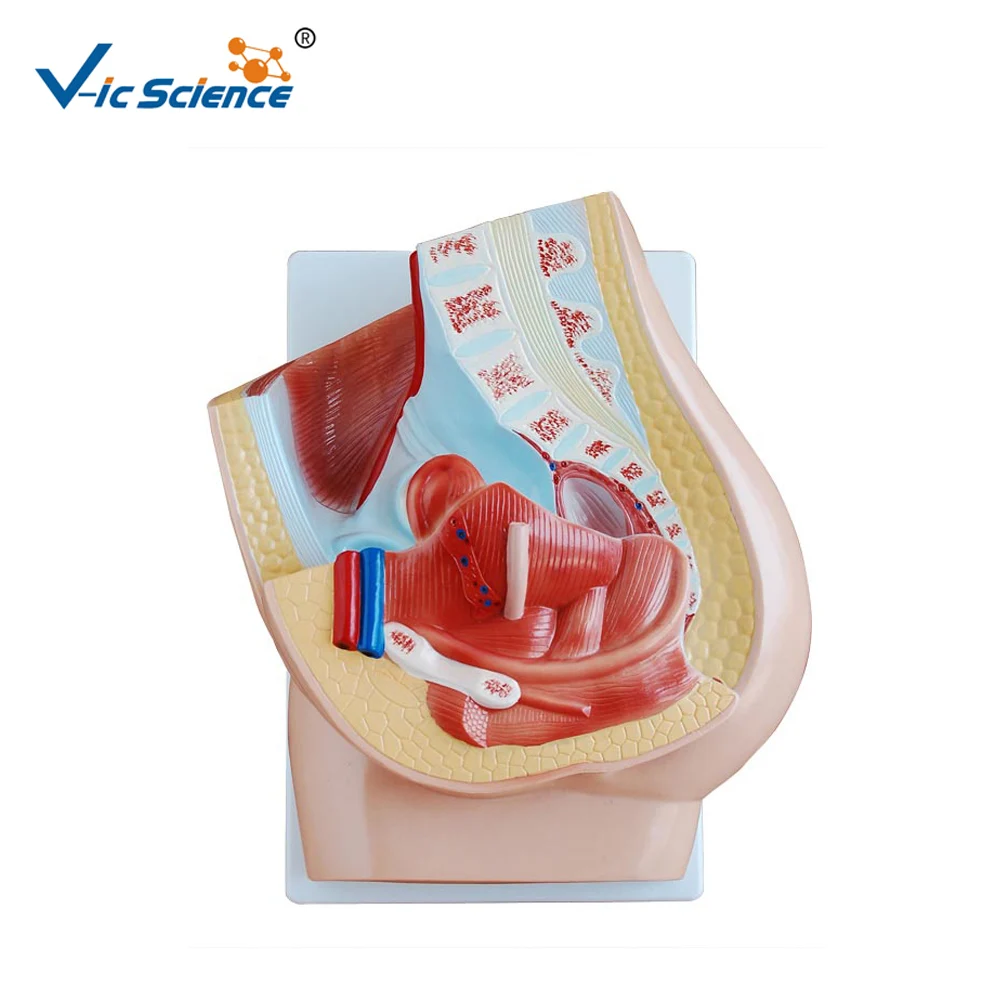 Medical Supplies  Life size Female Pelvis Anatomy Model 2Parts Female Pelvic Anatomical Section Model for Students Teaching