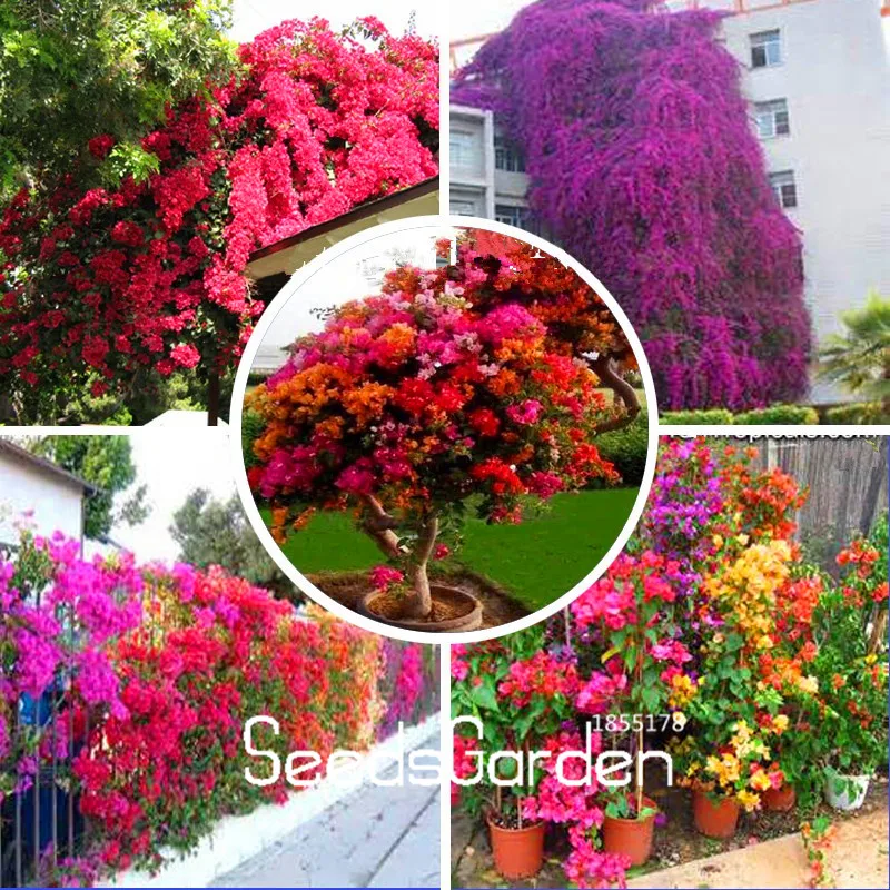 Промо акция! 100 шт./лот красочные дикая бугенвиллея спектабилис Сад бонсай
