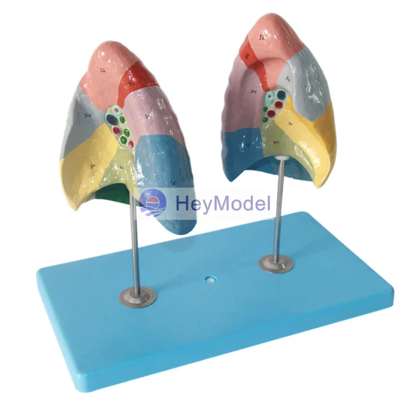 

HeyModel Lung Segments Model