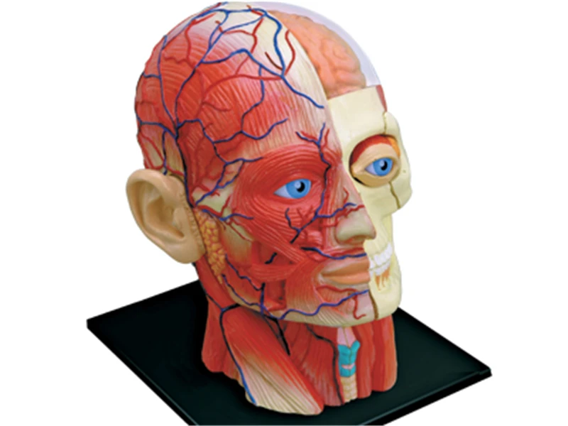 Cranioface 4d головоломка для сборки человеческого тела обучающая модель|Медицинская