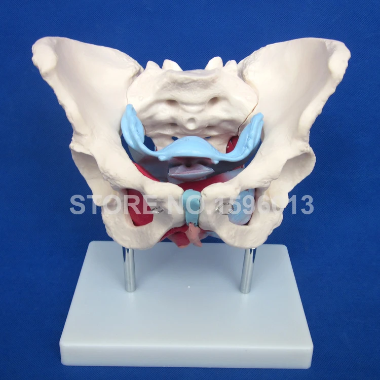 Модель таза для женщин с мышцами и органами анатомическая модель | Канцтовары