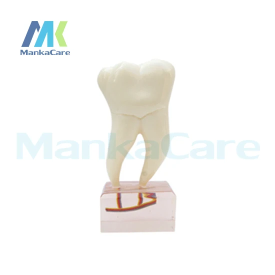 Manka Care - 6Times Anatomy Teeth Model Oral Model Teeth Tooth Model