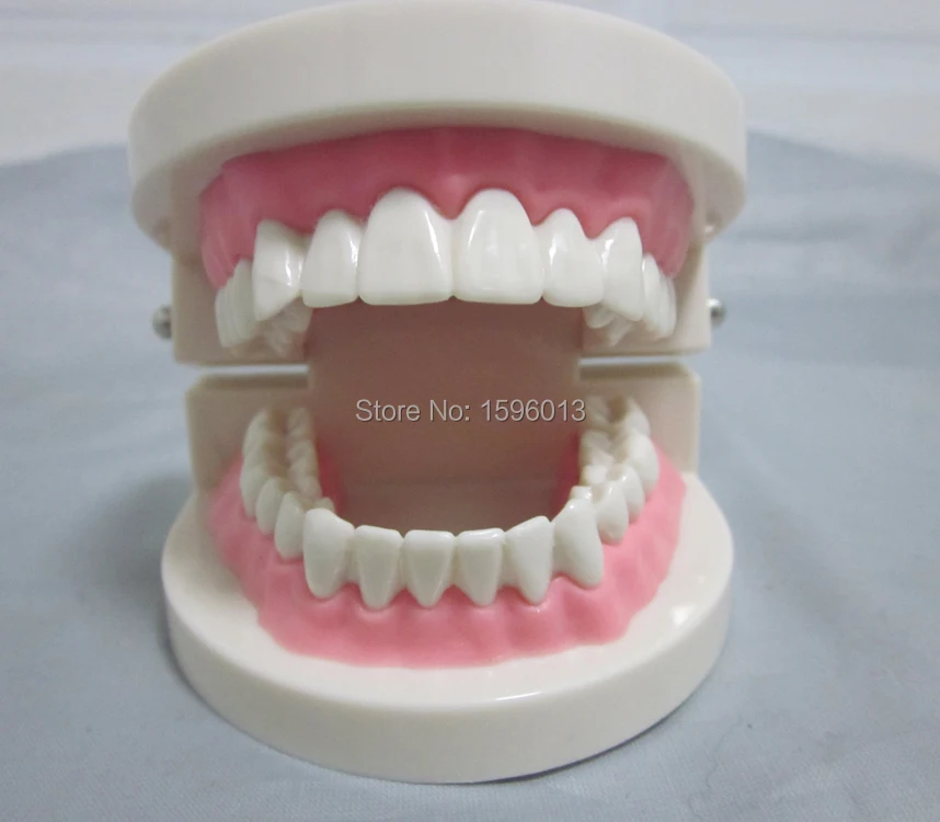 Яркий симулятор ухода за зубами модель зубов | Канцтовары для офиса и дома