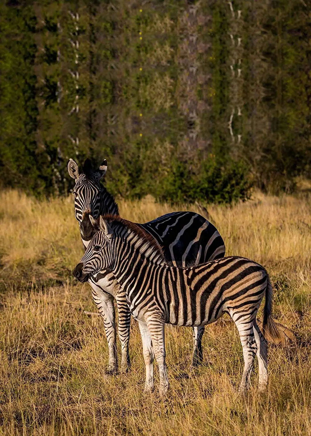 5x7ft Stopped Zebras Backdrop Outdoor Travel Photography Background Studio Props | Электроника
