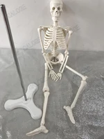 free shipping45cm small bone model human skeletal model skeleton model art sketch gift doll human model