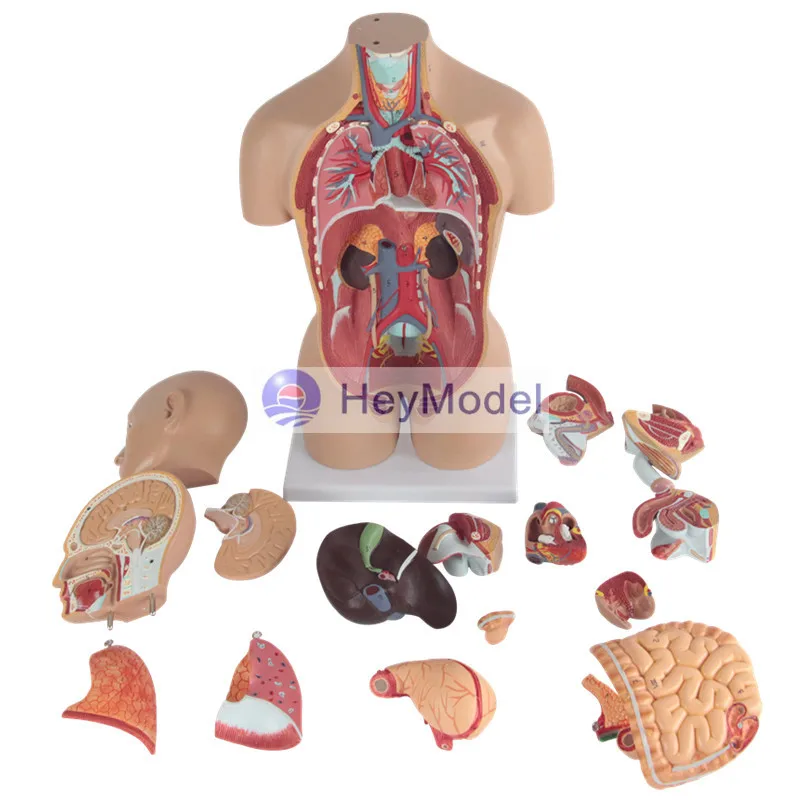 Анатомическая кожа HeyModel 45 см с 16 частями | Канцтовары для офиса и дома