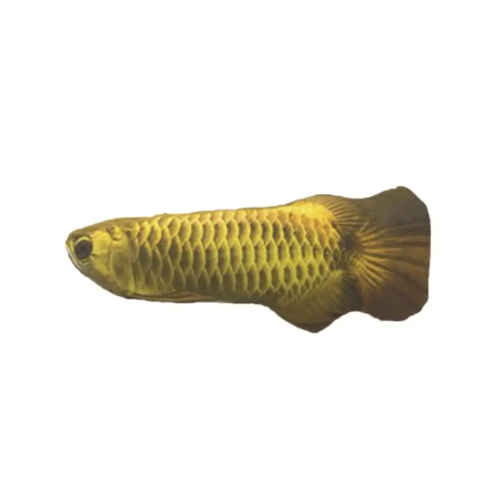 Arowana Плюшевая креативная 3D карповая Рыбка Форма кошка игрушка в подарок милая имитация рыбы играющая игрушка для домашних животных подарки кошачья рыба мягкая подушка кукла - Цвет: Arowana