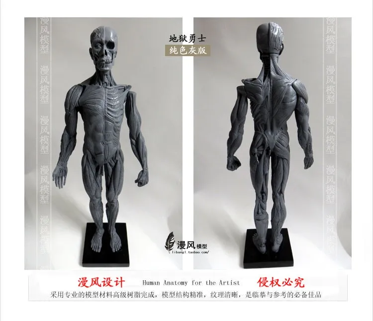 Мужская модель мышц и скелетных анатомических искусств 45 см|anatomical model|human art