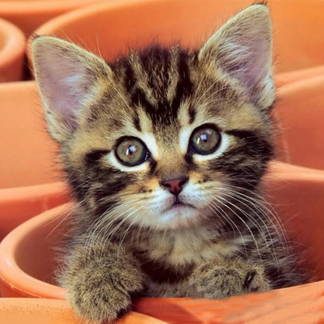 Алмазная мозаика ручной работы милый котенок 5D Набор для вышивки крестиком