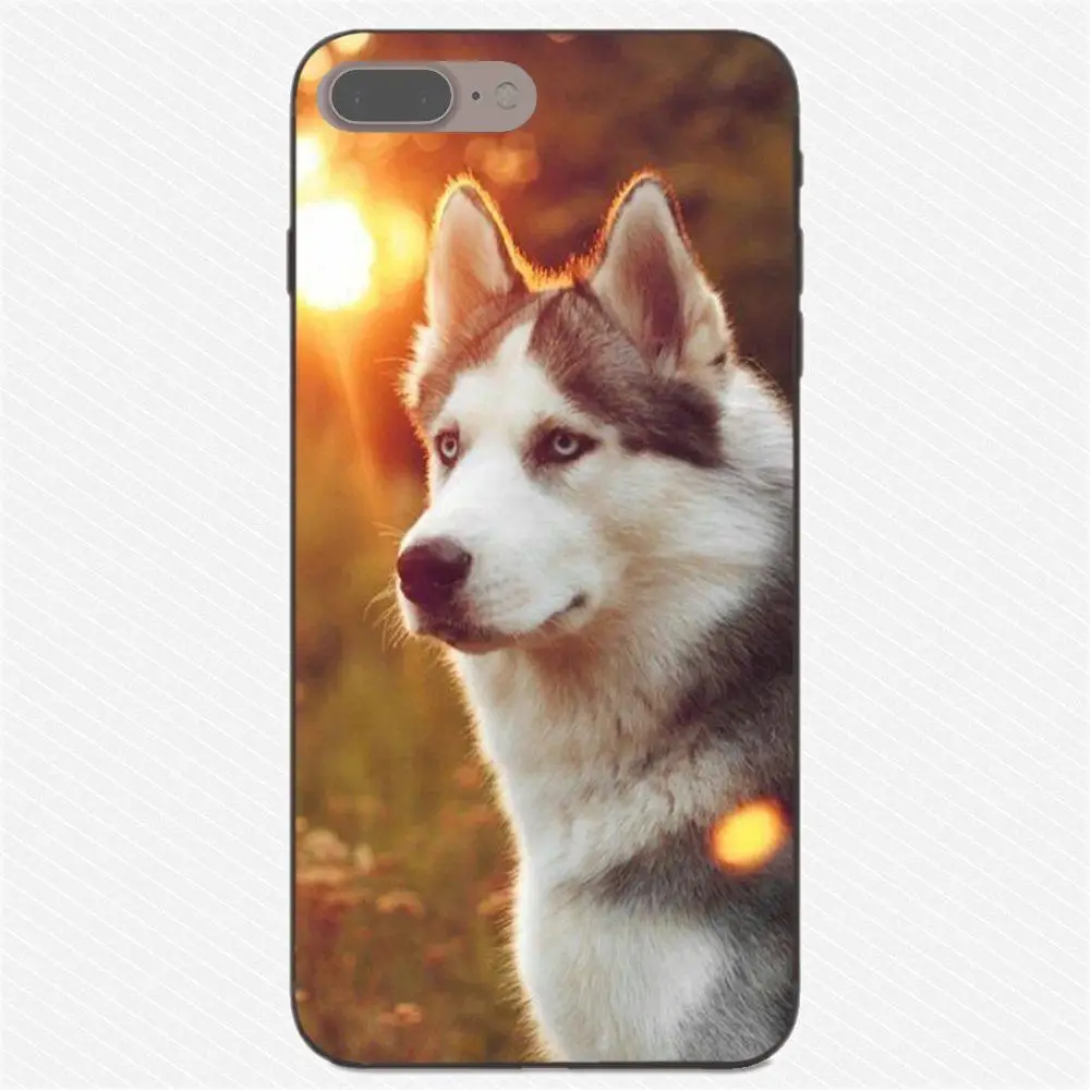 Пикантные Сибирского Хаски рисунком милой собачки для huawei Honor 5A 6A 6C 7A 7C 7X 8A 8C 8X9 10 P8 P9 P10 P20 P30 Мини Lite рlus - Цвет: as picture