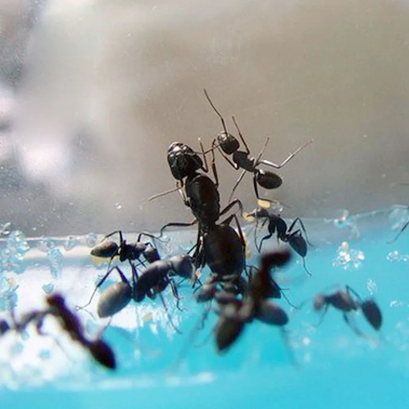 1 шт. гелевый лабиринт муравьиная ферма обучающий клей для кормления детская