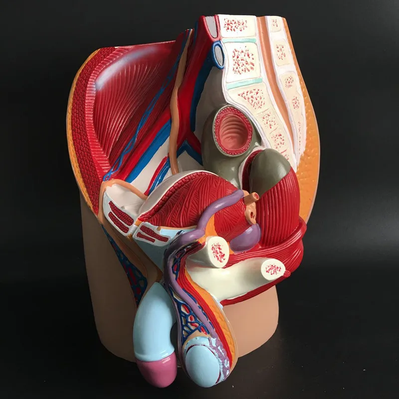 Модель мужской генитальной системы модель системы|system model|male pelvicanatomy model |