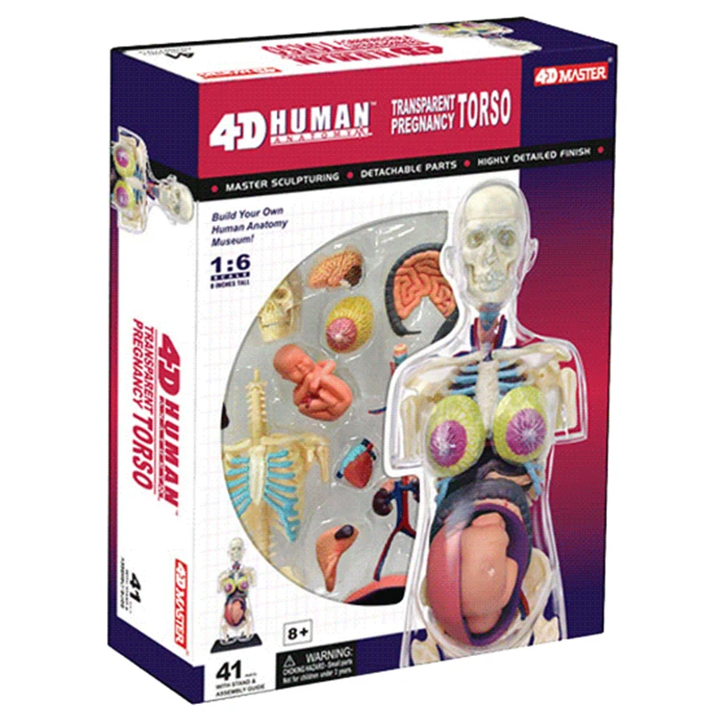 

Pregnancy 4d master puzzle Assembling toy human body organ anatomical model medical teaching model