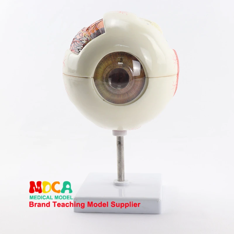 3 кратное увеличение и демонтаж 6 частей модель анатомии глазного яблока