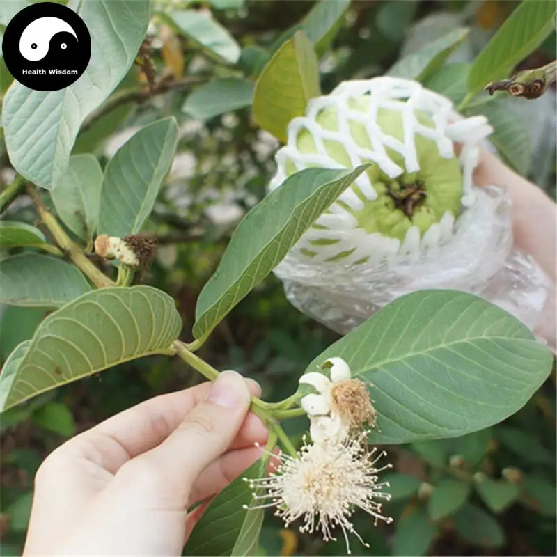 Купить красное фруктовое дерево гуава Semente 240 шт растение фруктов Psidium Guajava Grow Fan Shi Liu