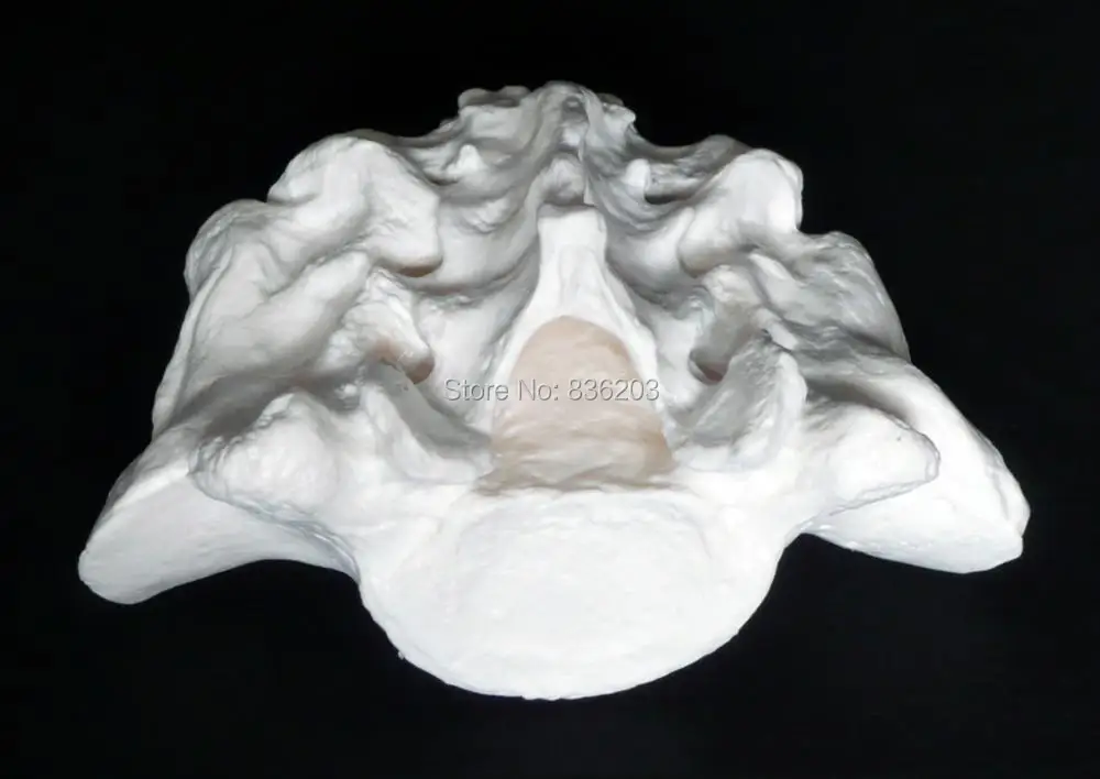 Анатомия человеческого черепа модель крестца человека с копчика 45 см Забавный