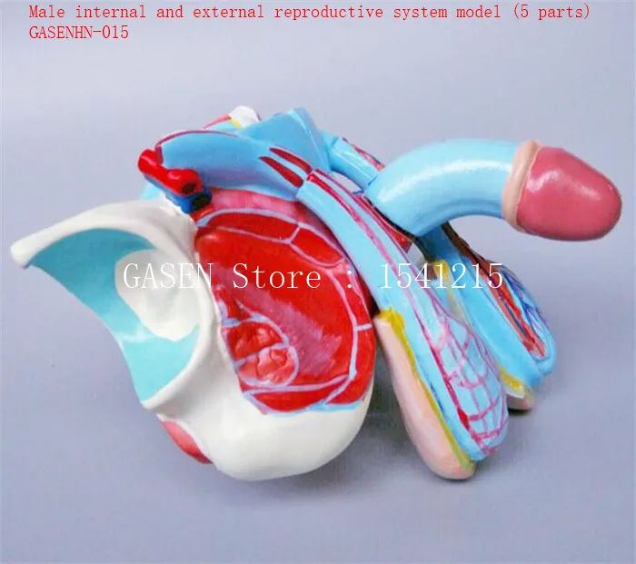 Модель внутренней и внешней репродуктивной системы (5 частей) GASENHN 015|reproductive