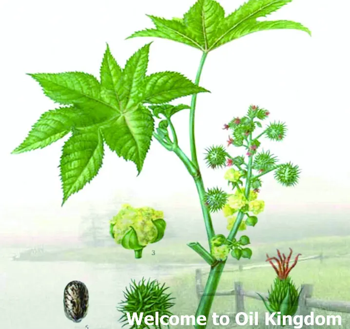 Massage Essential Oil 100%pure Plant Base Oils Castor Natural Aromatherapy Nourish Hair Prevent Skin Aging |